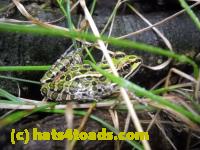 /home//u458753944/public_html/sourcegallery///Frogs/Mixed frogs/DSCN3370.JPG